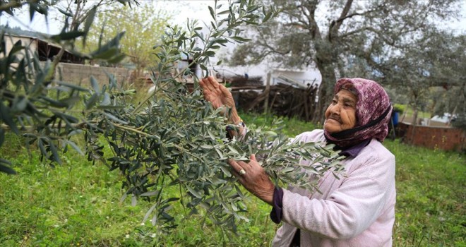 102 yaşında tarlada gençlere taş çıkarıyor