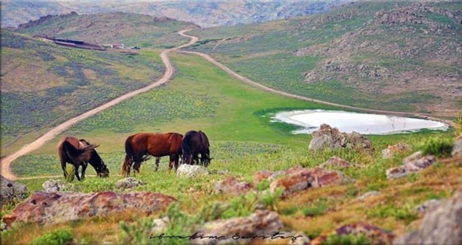 Emirdağ yaylalarında Yılkı atlarımızın yaşadığı doğamız yok ediliyor