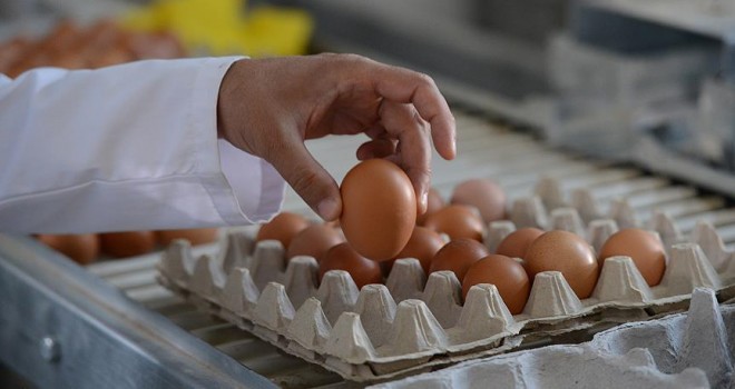 Böcek ilaçlı yumurta krizinin Belçika'ya maliyeti açıklandı