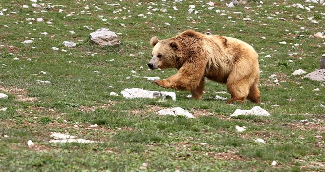 Ayı rehberi: Bir ayı ile karşılaştığınızda ne yapmanız gerekiyor?